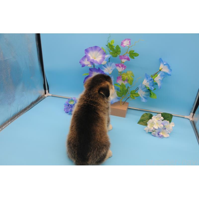 販売中の岡山県のミックス犬-399893の3枚目